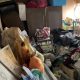 ゴミ屋敷の片付け前